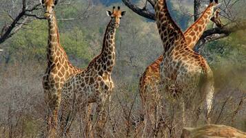 Drie giraffen staan in een natuurlijke omgeving met bomen en rotsen.