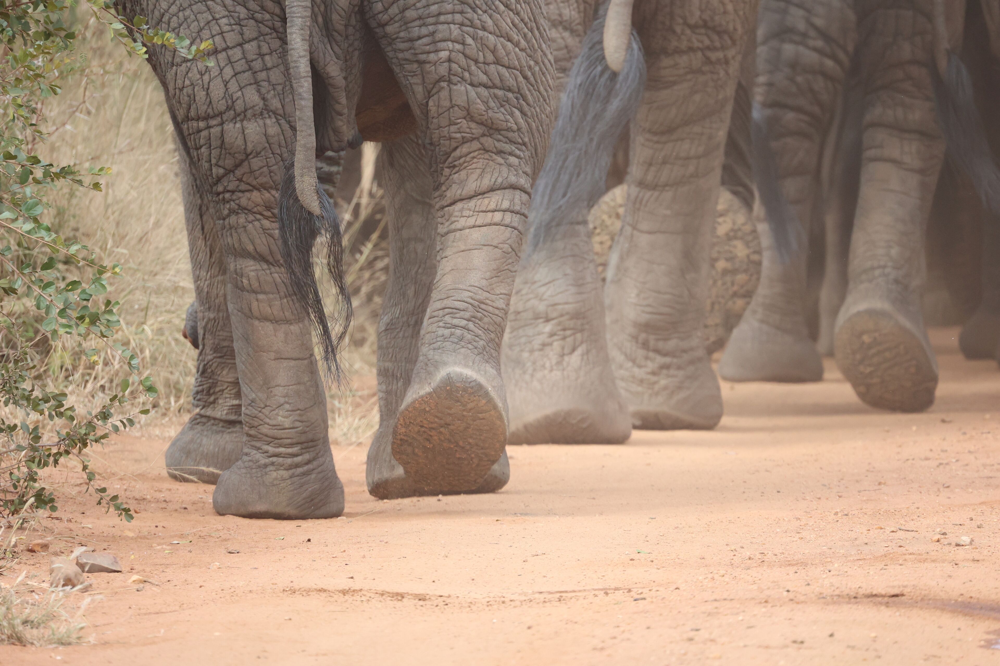 A close-up of elephant feet walking on a dirt path.