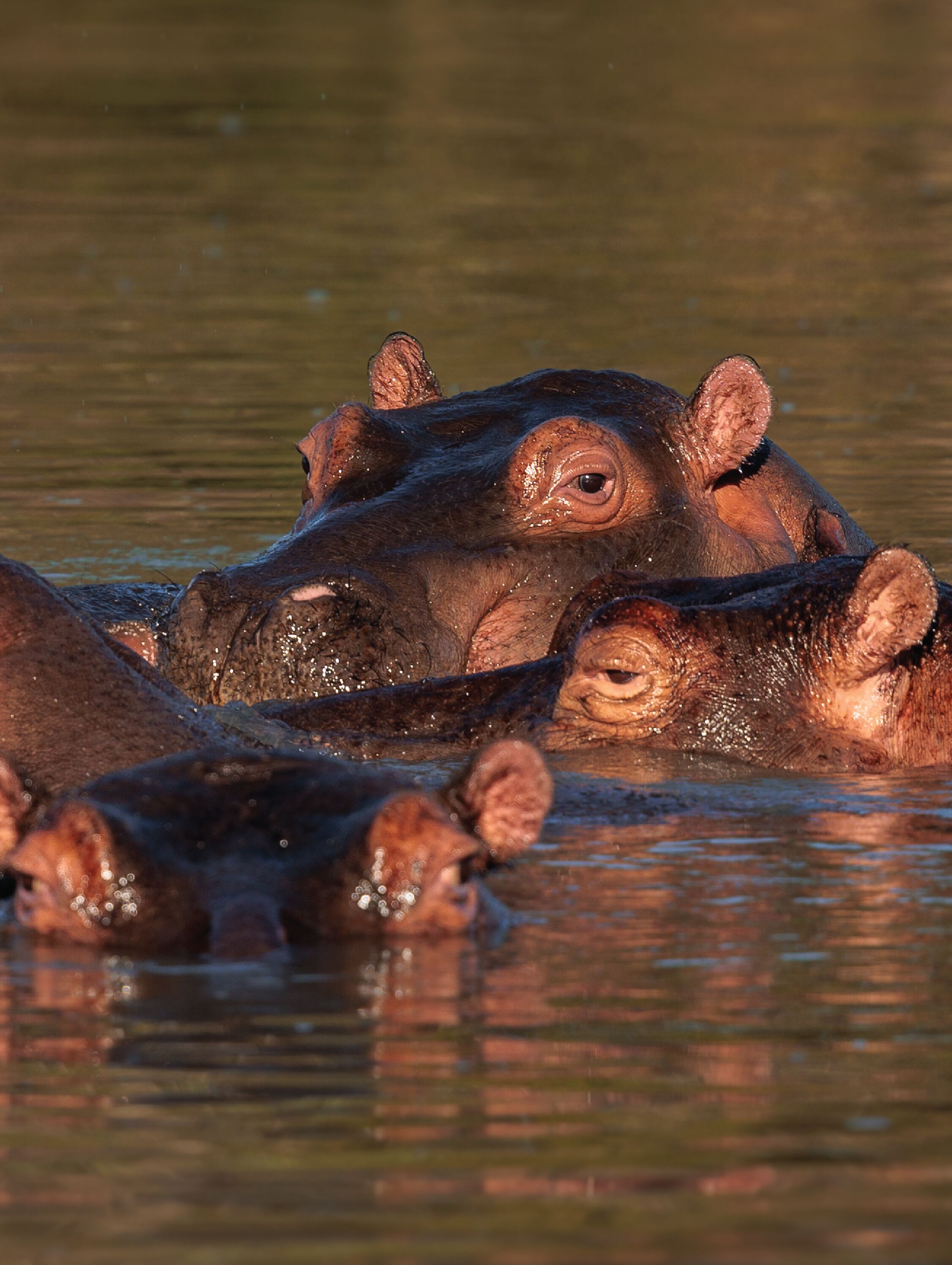 Een waterhyppopotamus staat gedeeltelijk in het water.