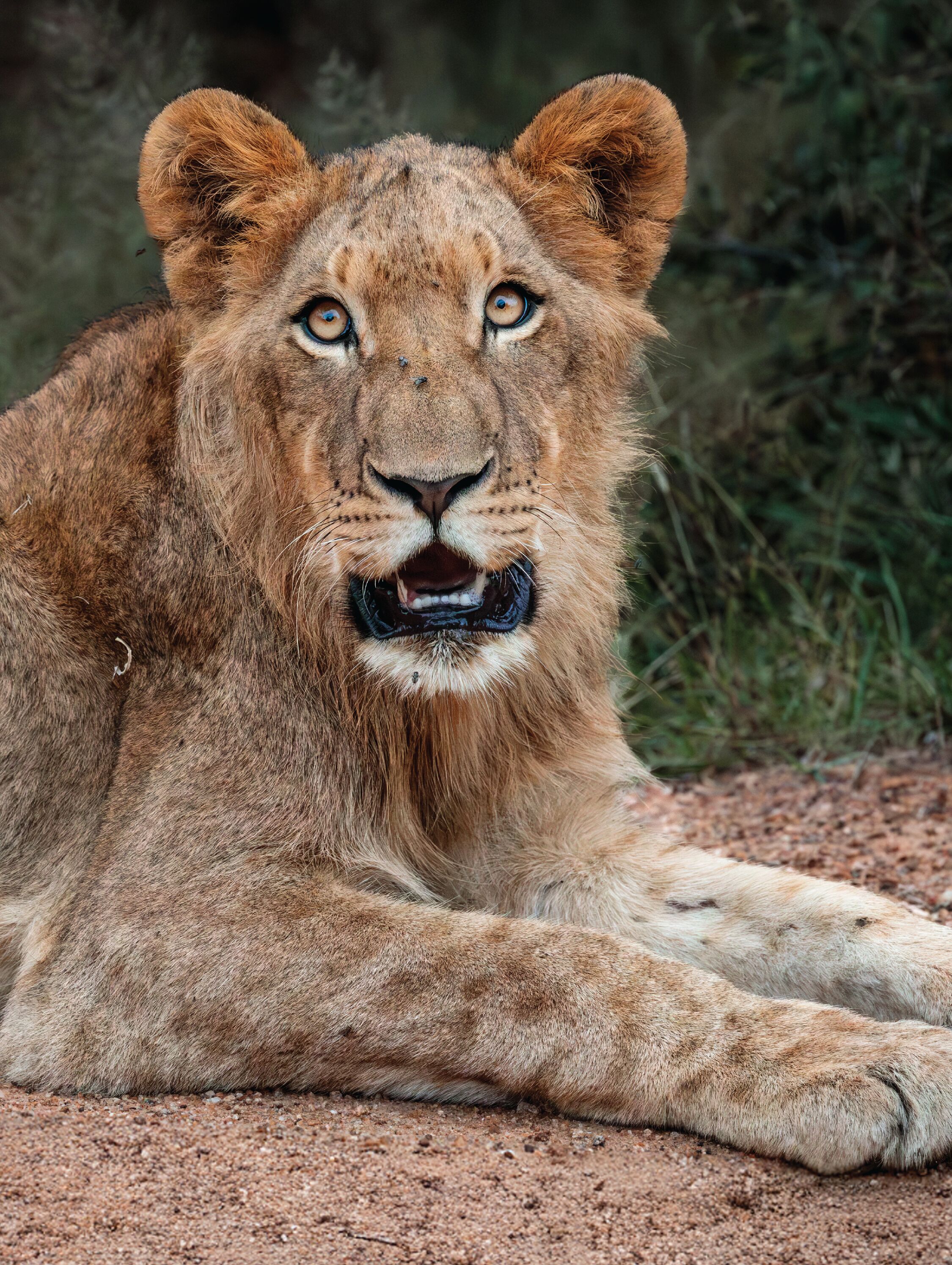 A lion lying on the ground.