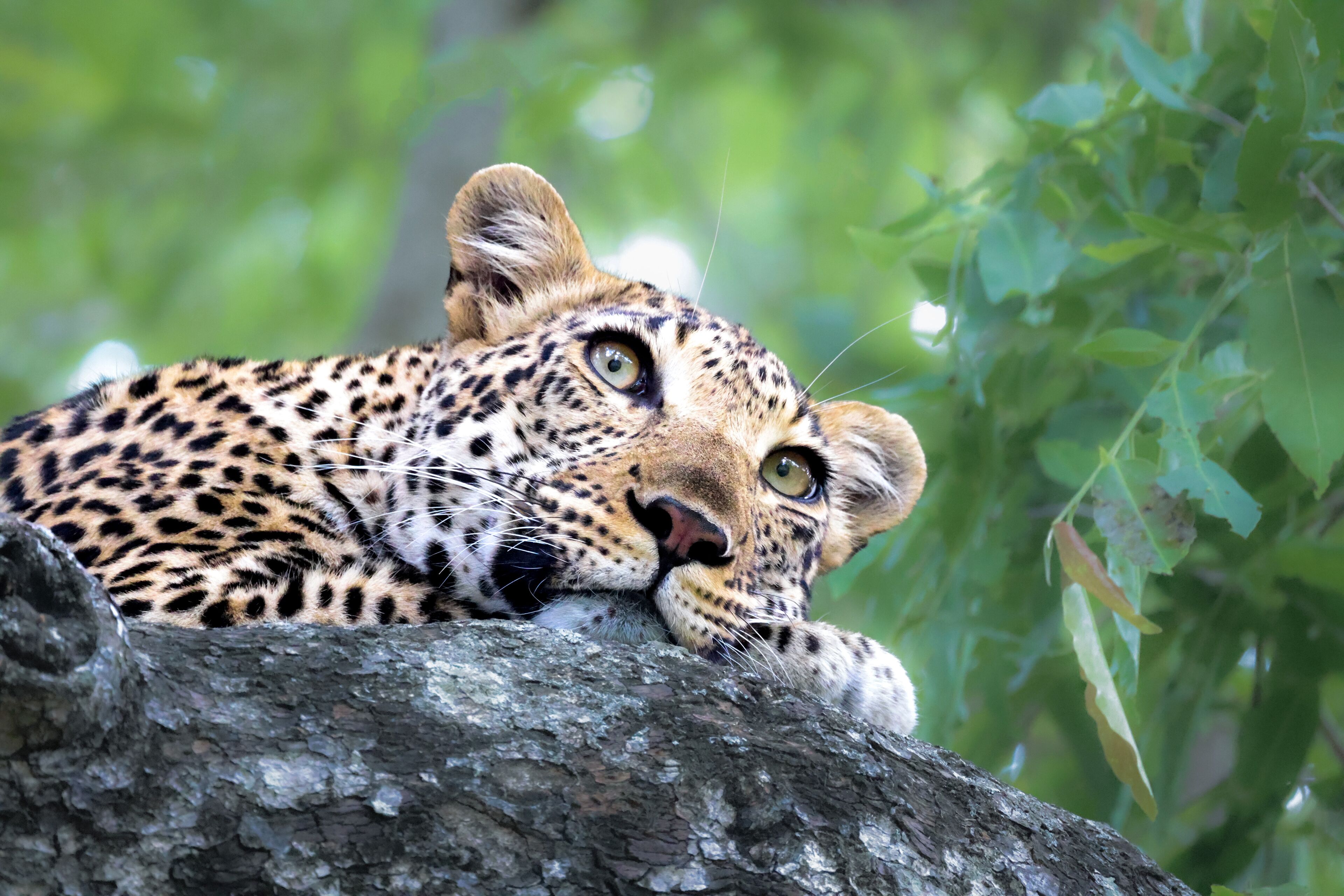 A leopard resting on a tree branch.