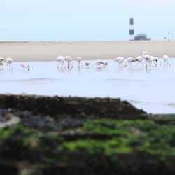 Sulla spiaggia, navetta per la spiaggia
