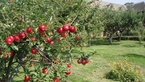A garden with apple trees bearing red apples. - The Mirfield Monastery (Mirfield)