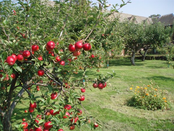 A garden with apple trees bearing red apples.