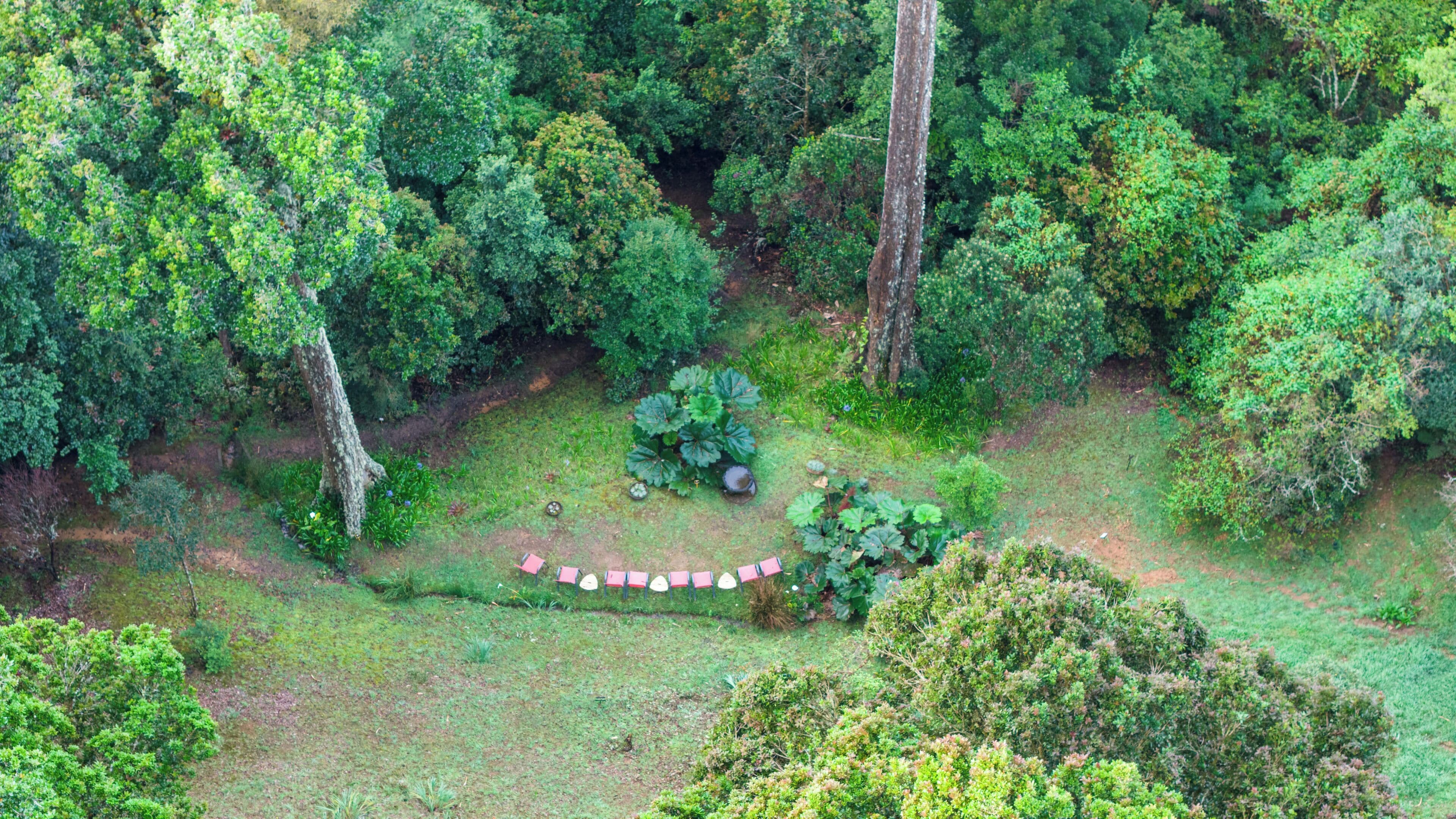 An aerial view of a lush forest with a clear path leading to a clearing.