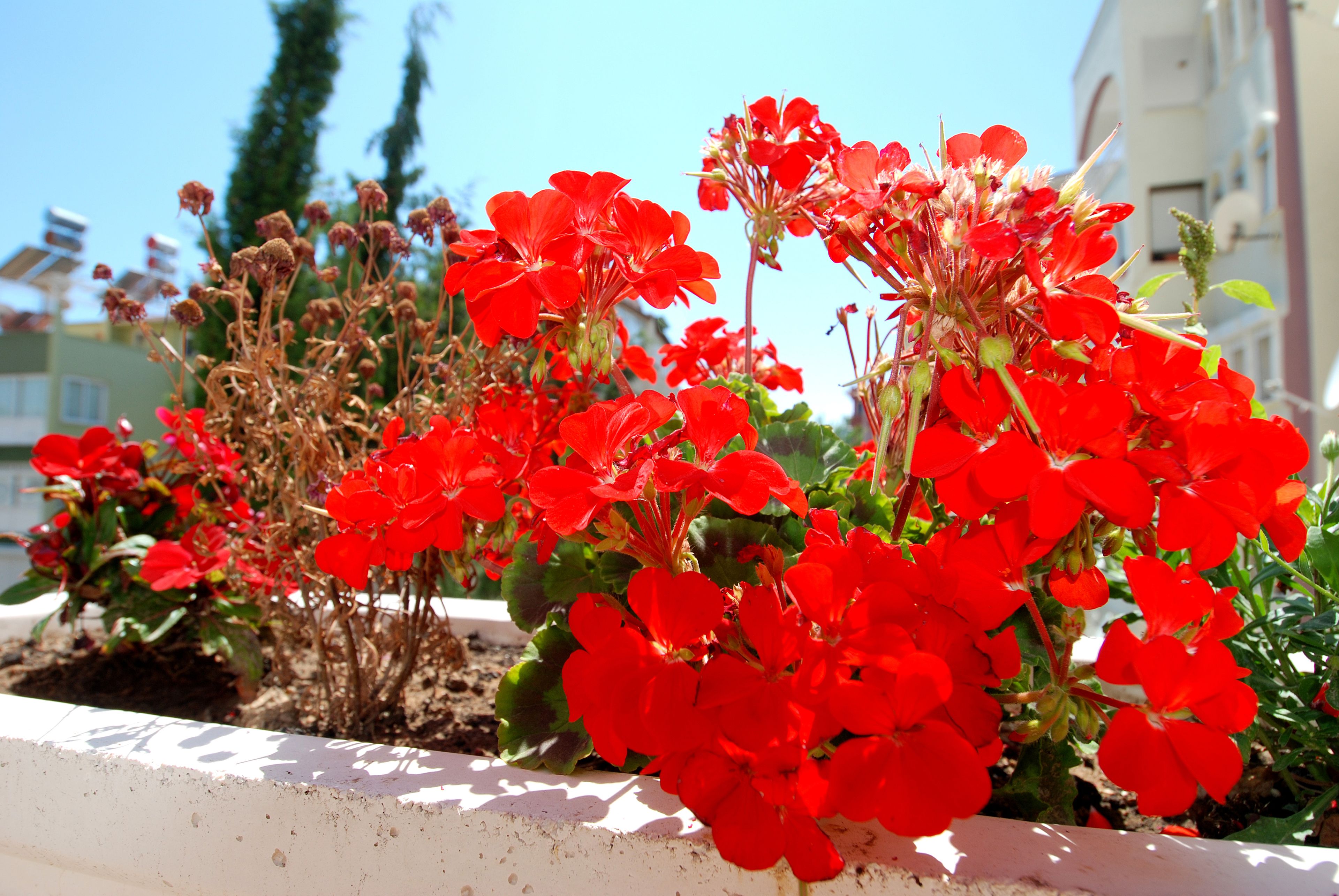 Foto - Lara Diamond Hotel