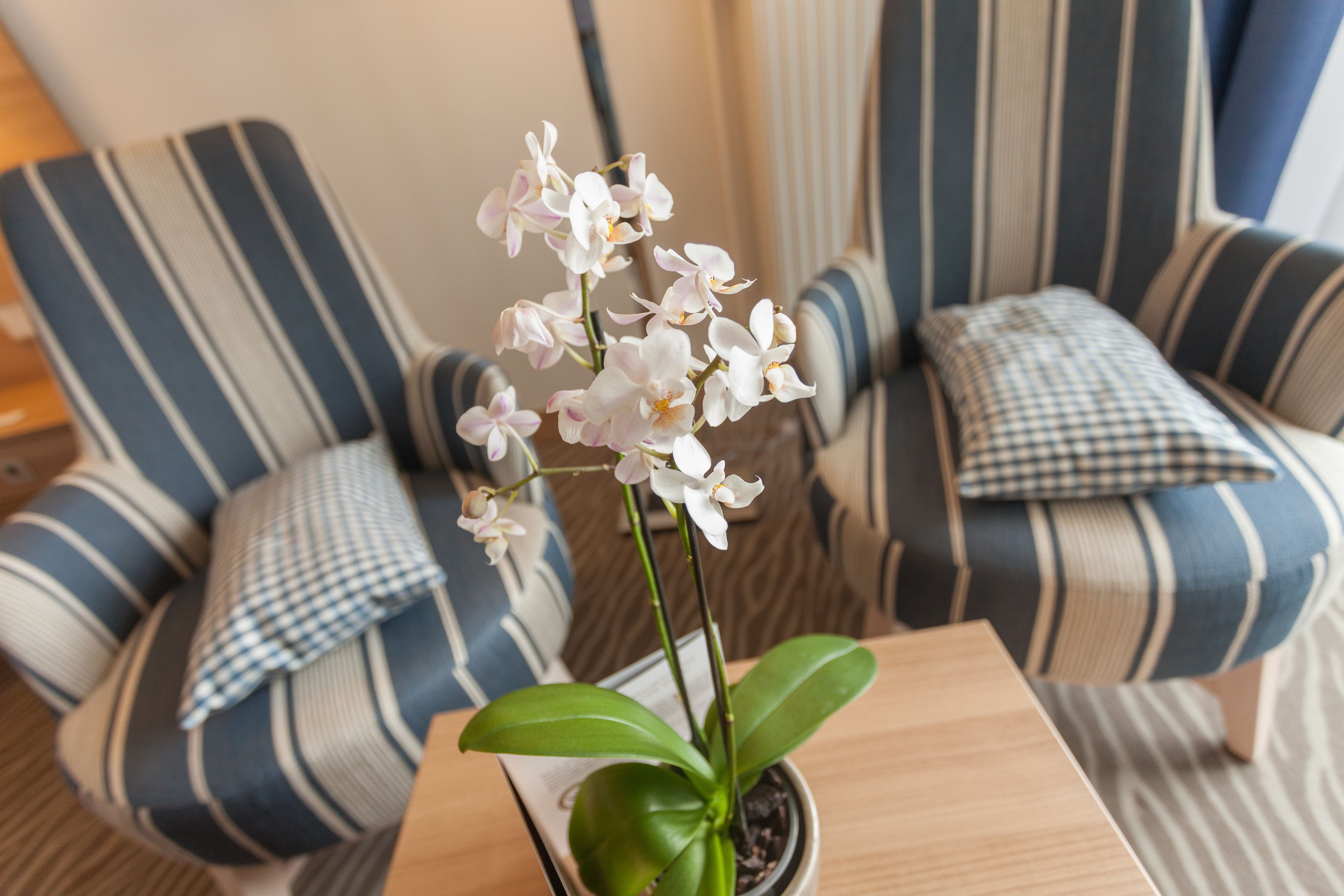 Una orquídea en maceta sobre una mesa de madera en una habitación con sillones a rayas y un cojín de cuadros.