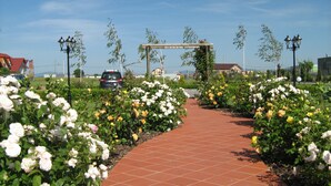 Taman