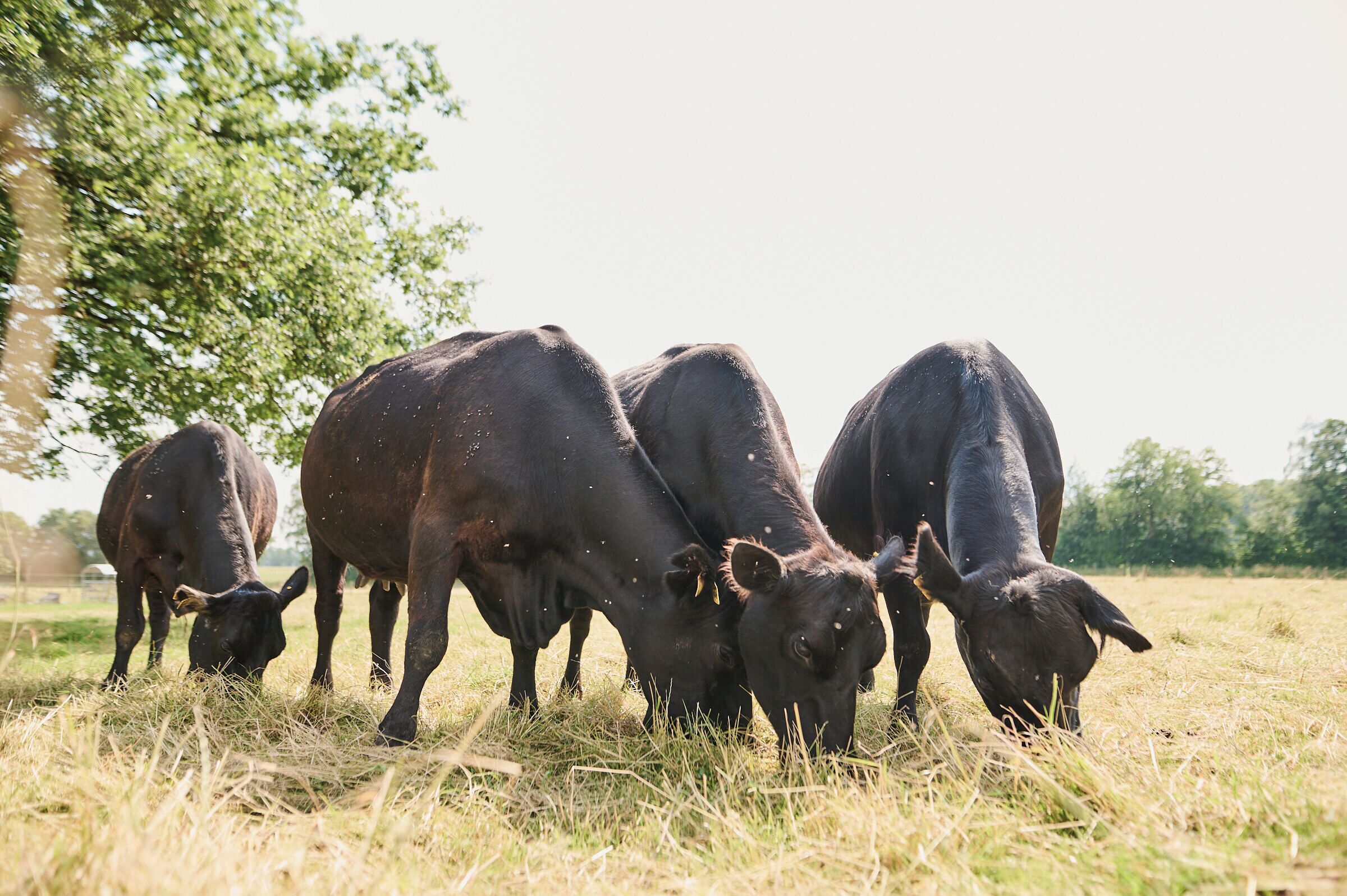 Un grupo de vacas pastando en un campo.