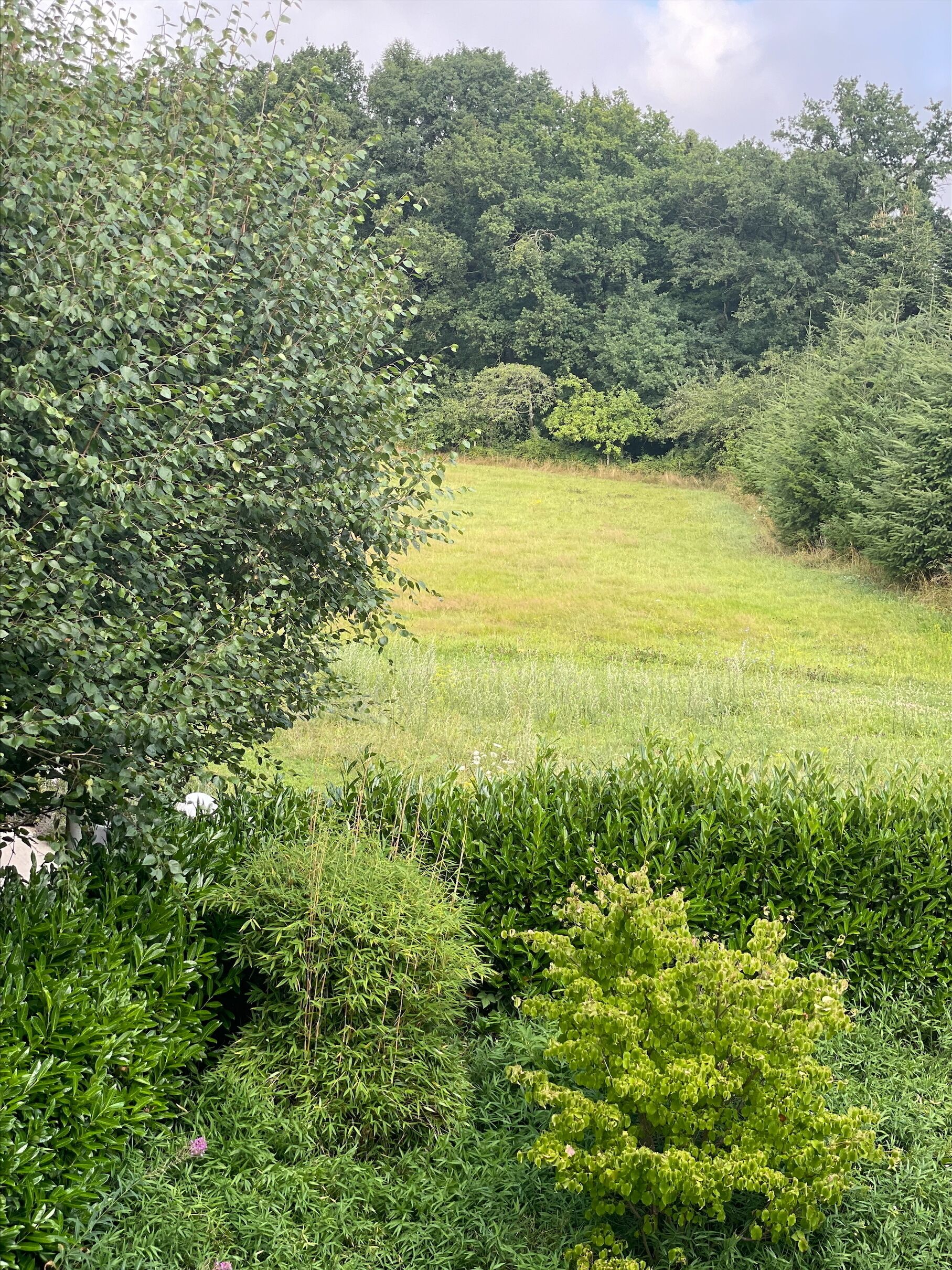 Un paisaje exuberante y verde con diversas especies de árboles y arbustos, un campo cubierto de hierba y un pequeño estanque.