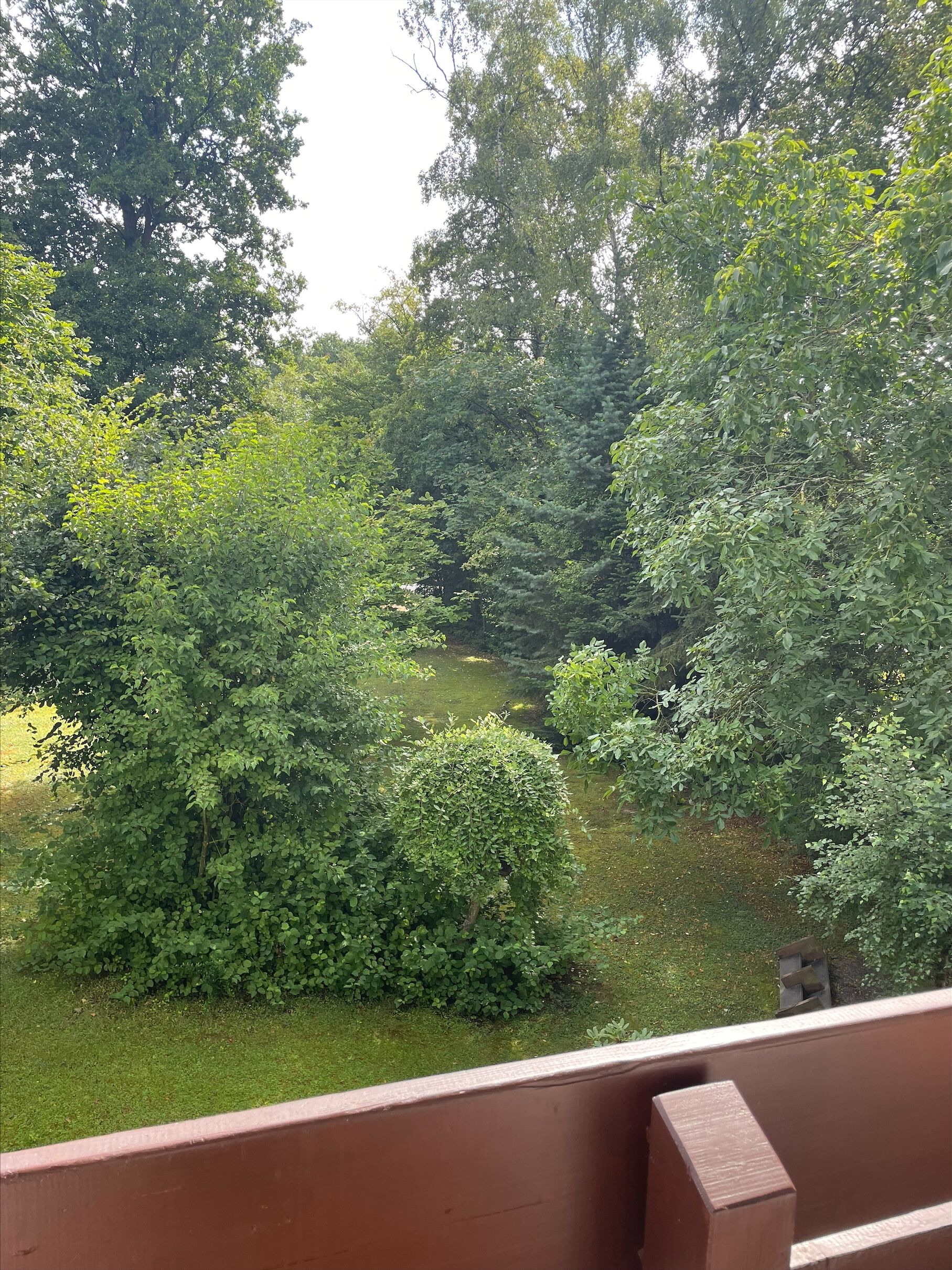 A lush garden with dense foliage and a small pond.