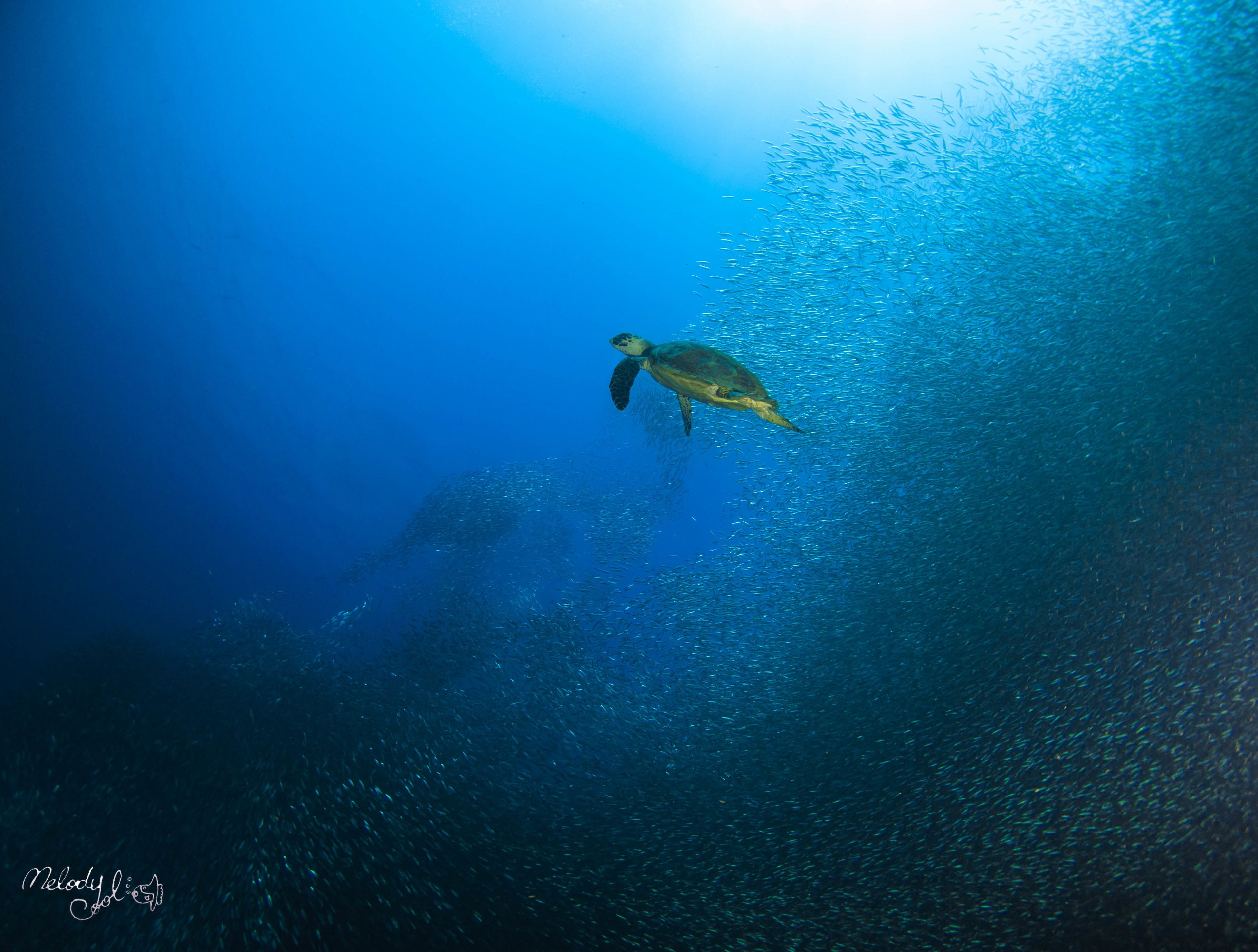 A turtle swimming in clear blue water.