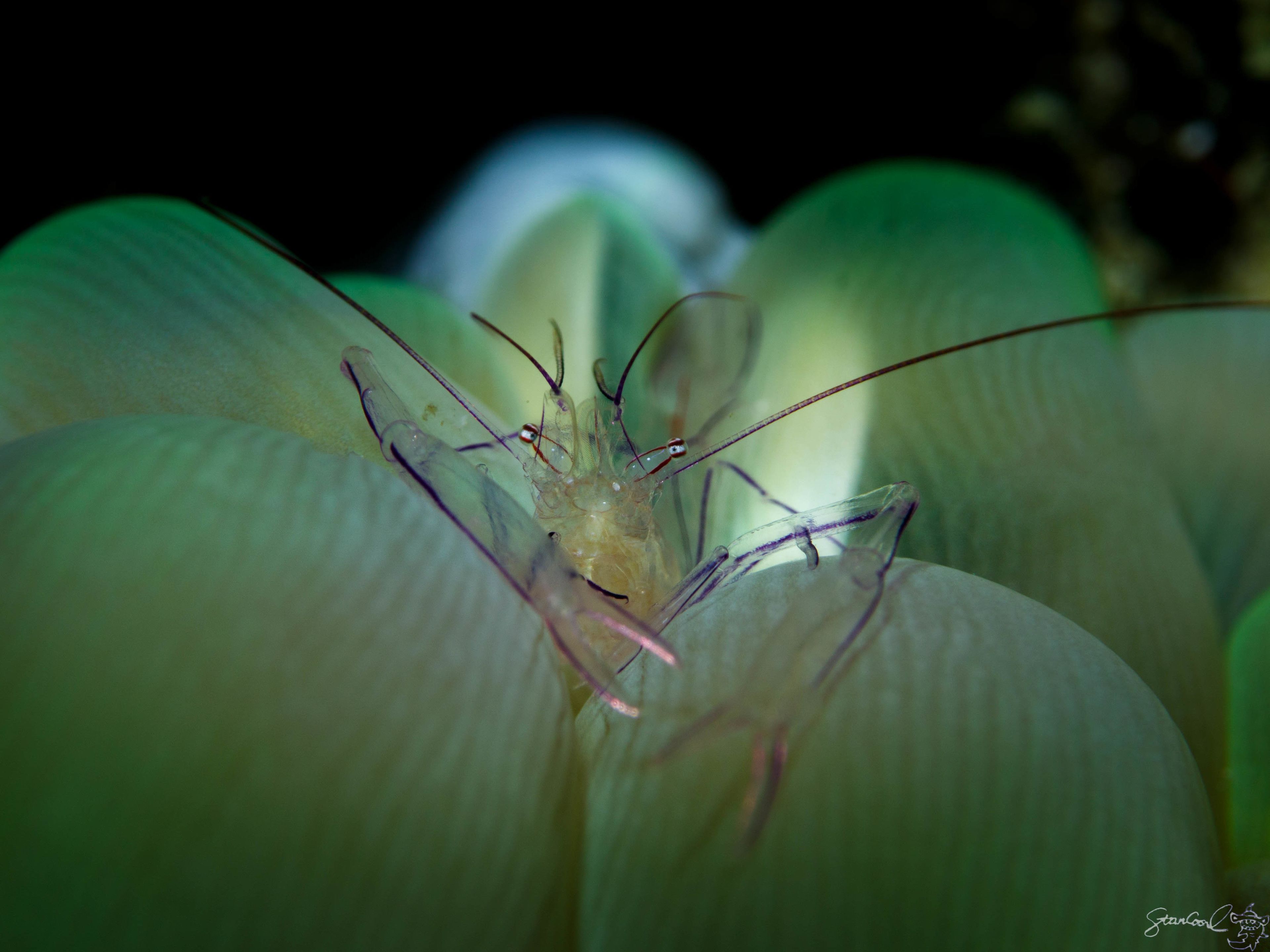 A close-up of a shrimp on a green plant.