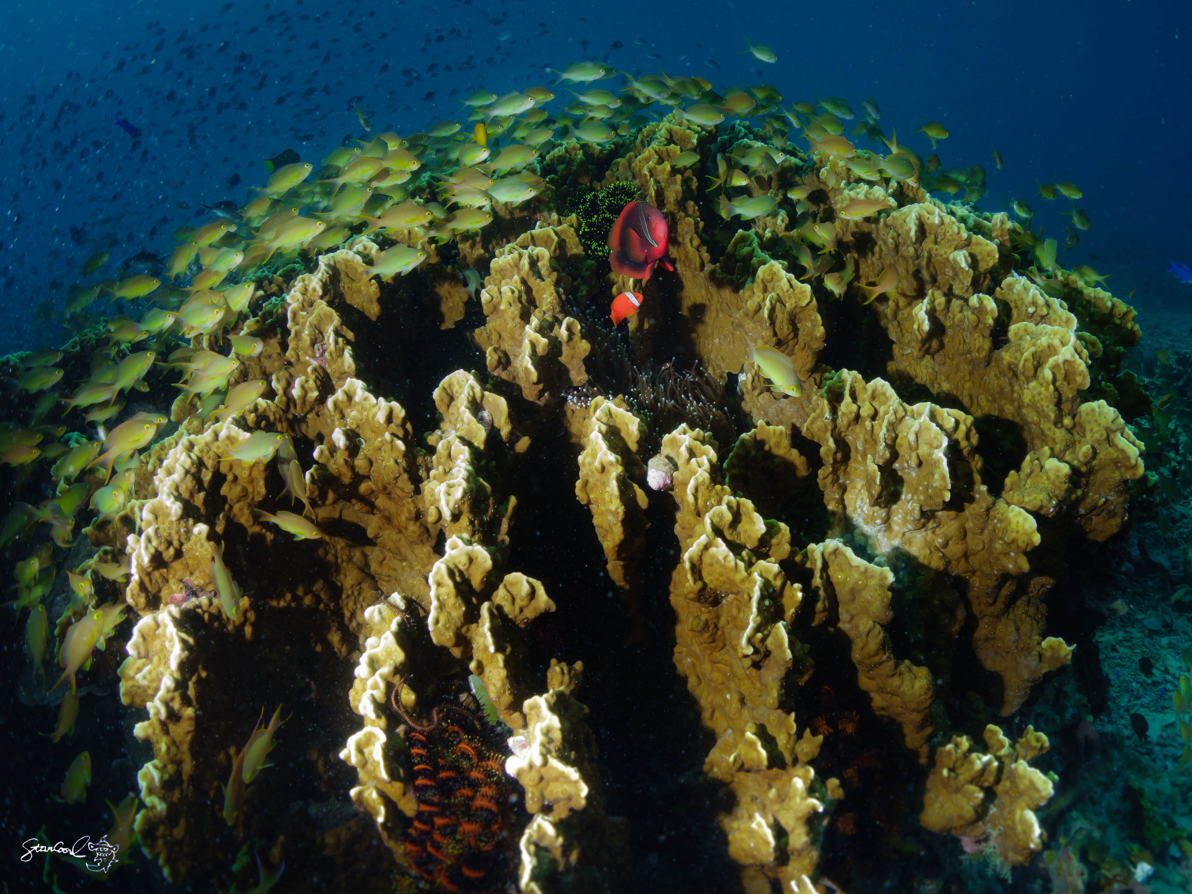 A coral reef with diverse marine life, including a prominent red fish and a school of yellow fish.