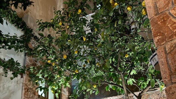A stone-walled outdoor seating area with a wicker sofa and ottomans, a tree with yellow lemons, and a stone pillar. - Pension Dafni (Nafplio)