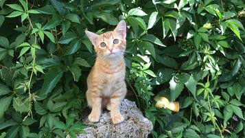 A kitten sitting on a rock surrounded by green foliage.