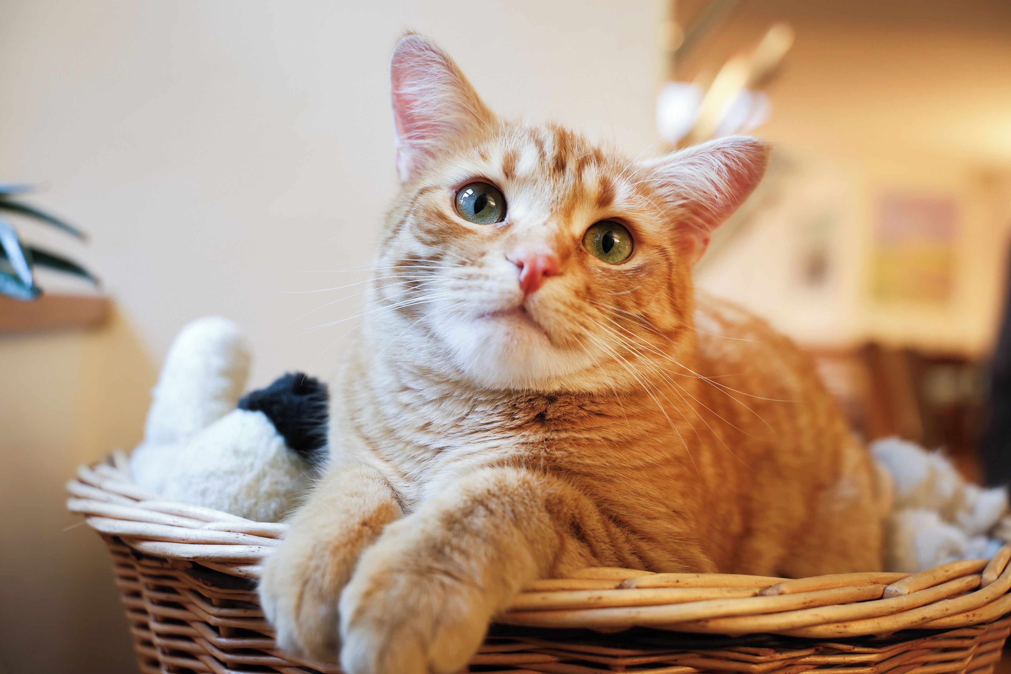 Een rode kater met groene ogen zittend in een rieten mand.