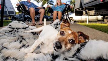A dog lying on a fur rug with a vehicle and people in the background.