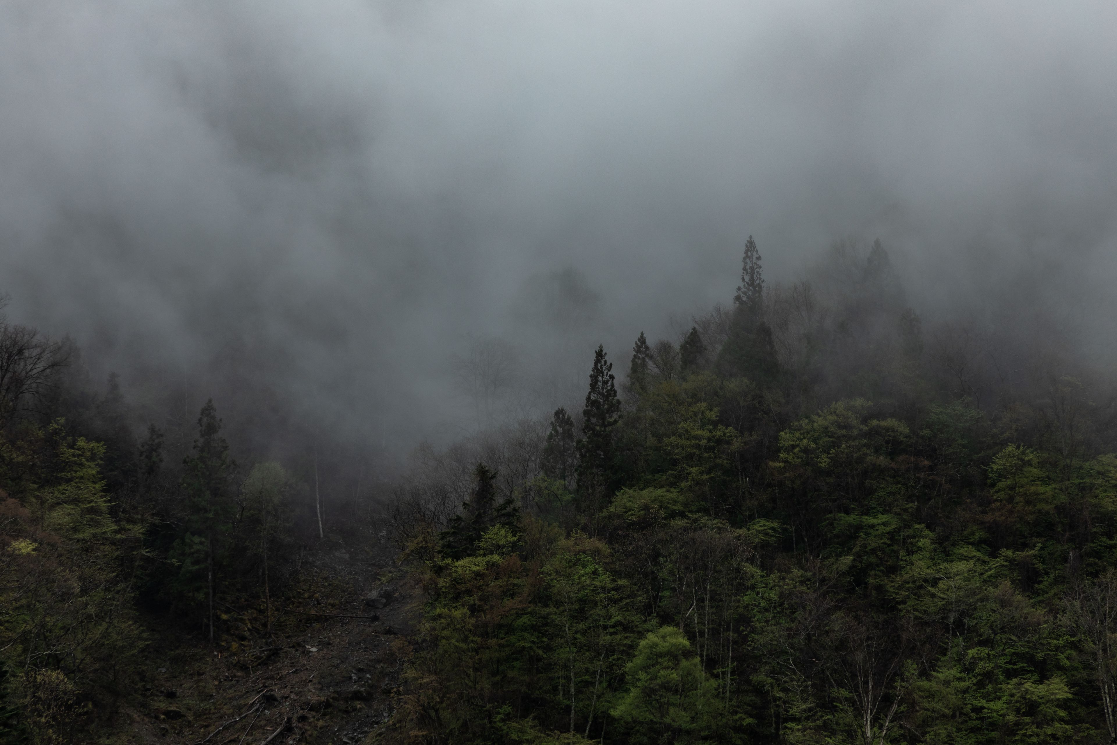 Un paisaje boscoso con árboles densos y una atmósfera brumosa.