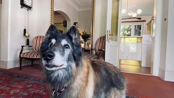 Animaux de compagnie acceptés