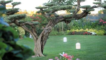 A bonsai tree with a well-maintained lawn and a birdhouse in the background.