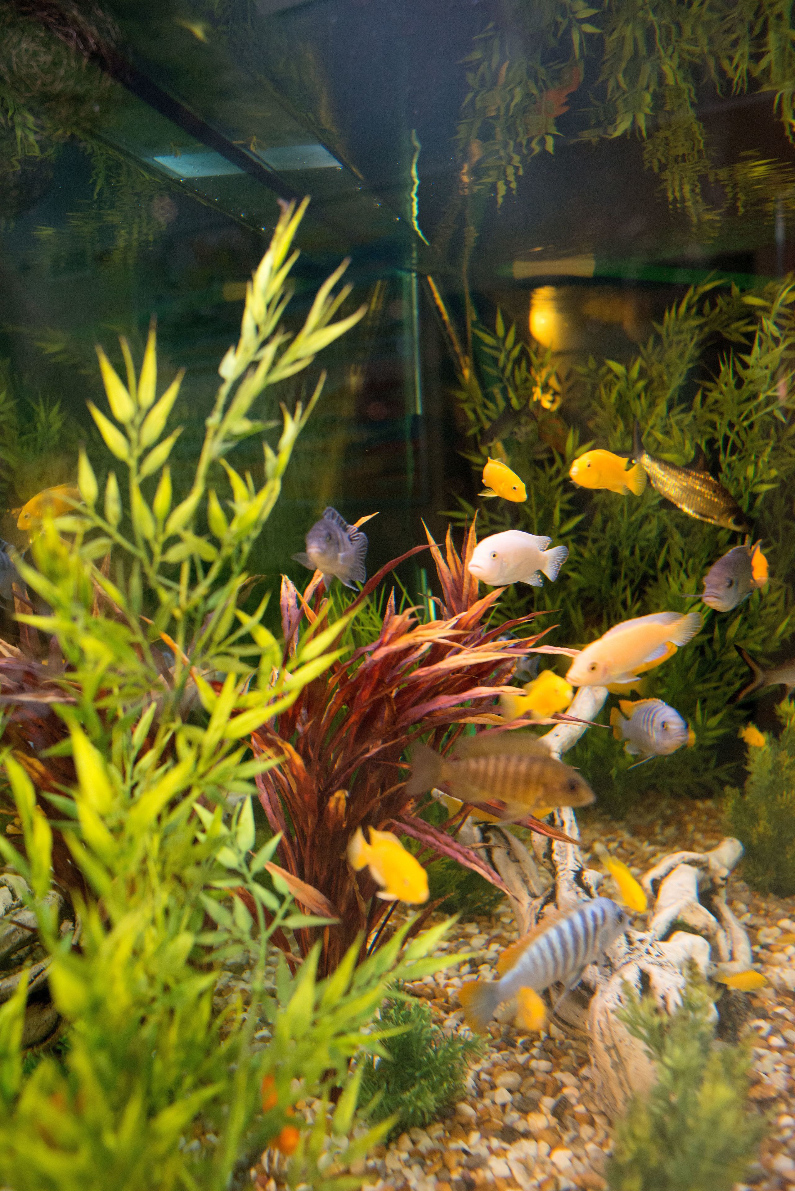 Un acuario con diversos peces y plantas acuáticas.