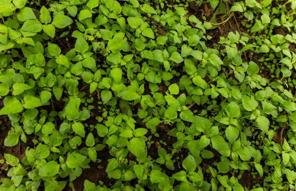 Une végétation dense et luxuriante, vraisemblablement une plante couvre-sol ou une espèce végétale basse.