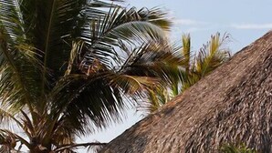 A beachside setting with thatched-roof structures, palm trees, and a hammock. - El Alquimista Yoga & Spa (San Pedro Pochutla)