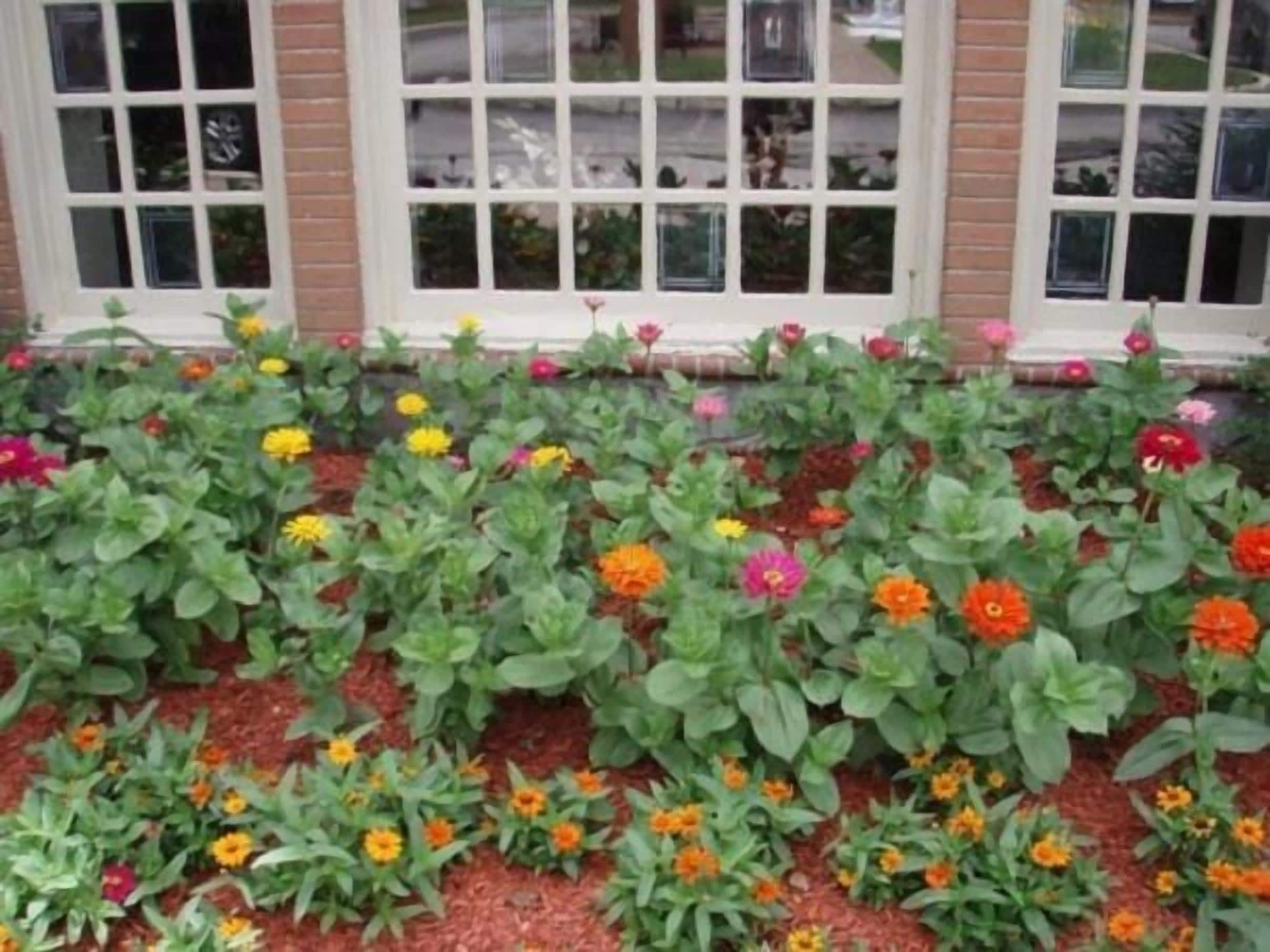 A flower bed with various colorful flowers in front of a building with multiple windows.