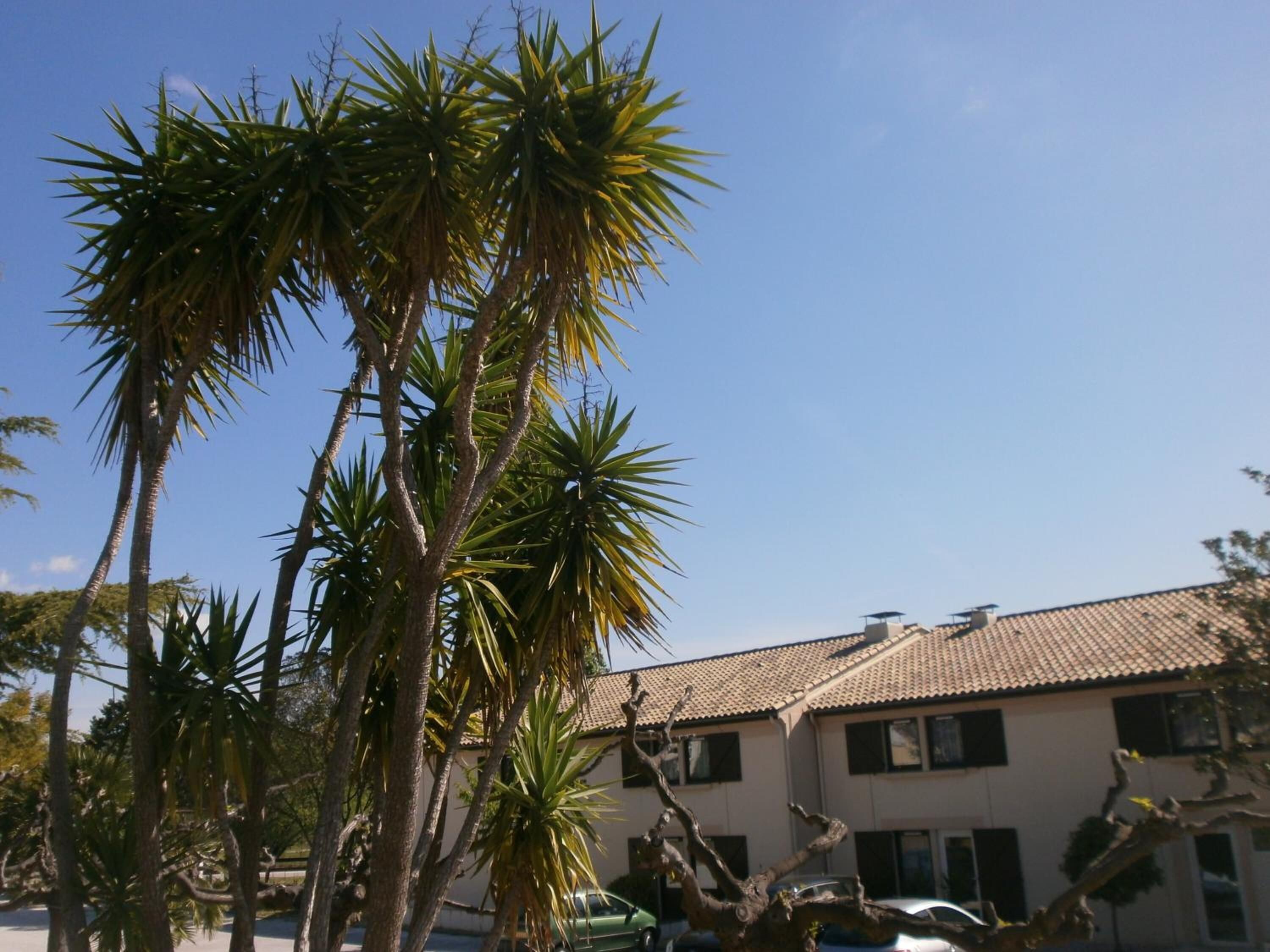 A building with a tiled roof and multiple windows, surrounded by palm trees.