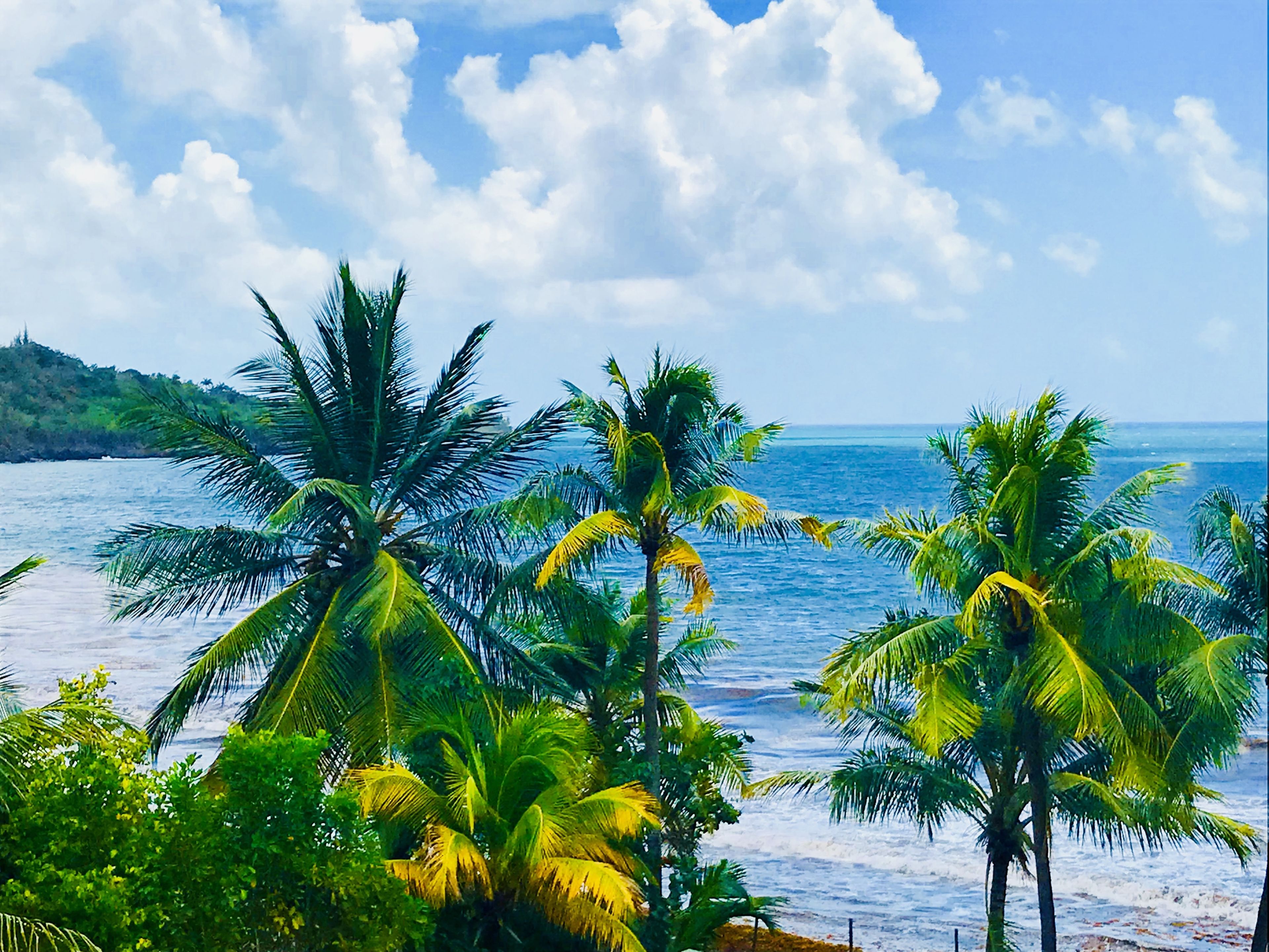 A beach with palm trees and a view of the ocean.