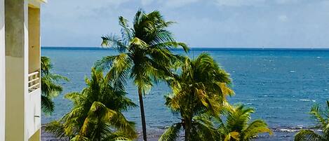 A beach view with palm trees and a clear sky.