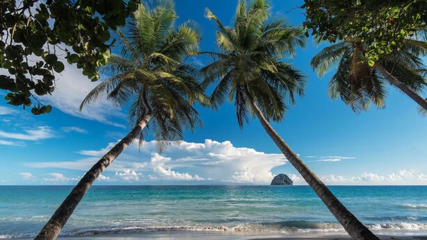Ein Strand mit Palmen und blauem Himmel.