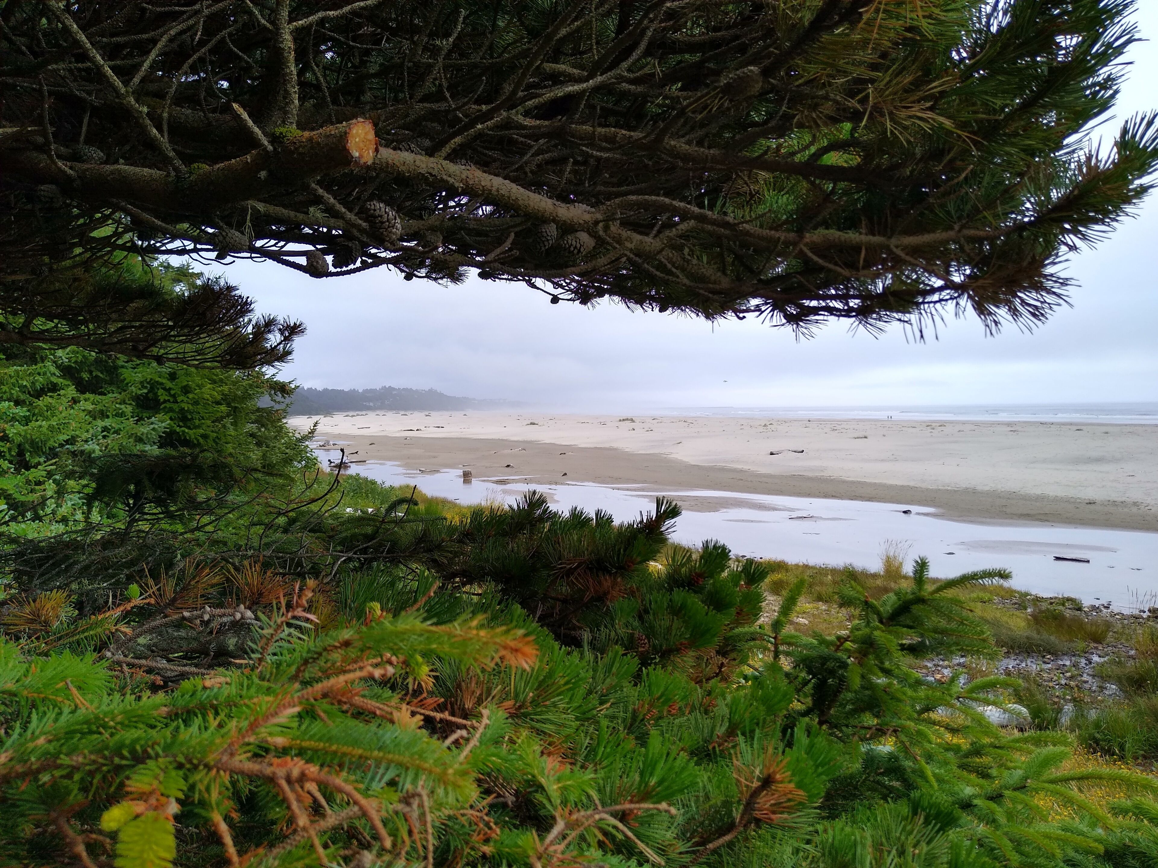 Une plage avec une zone boisée au premier plan.