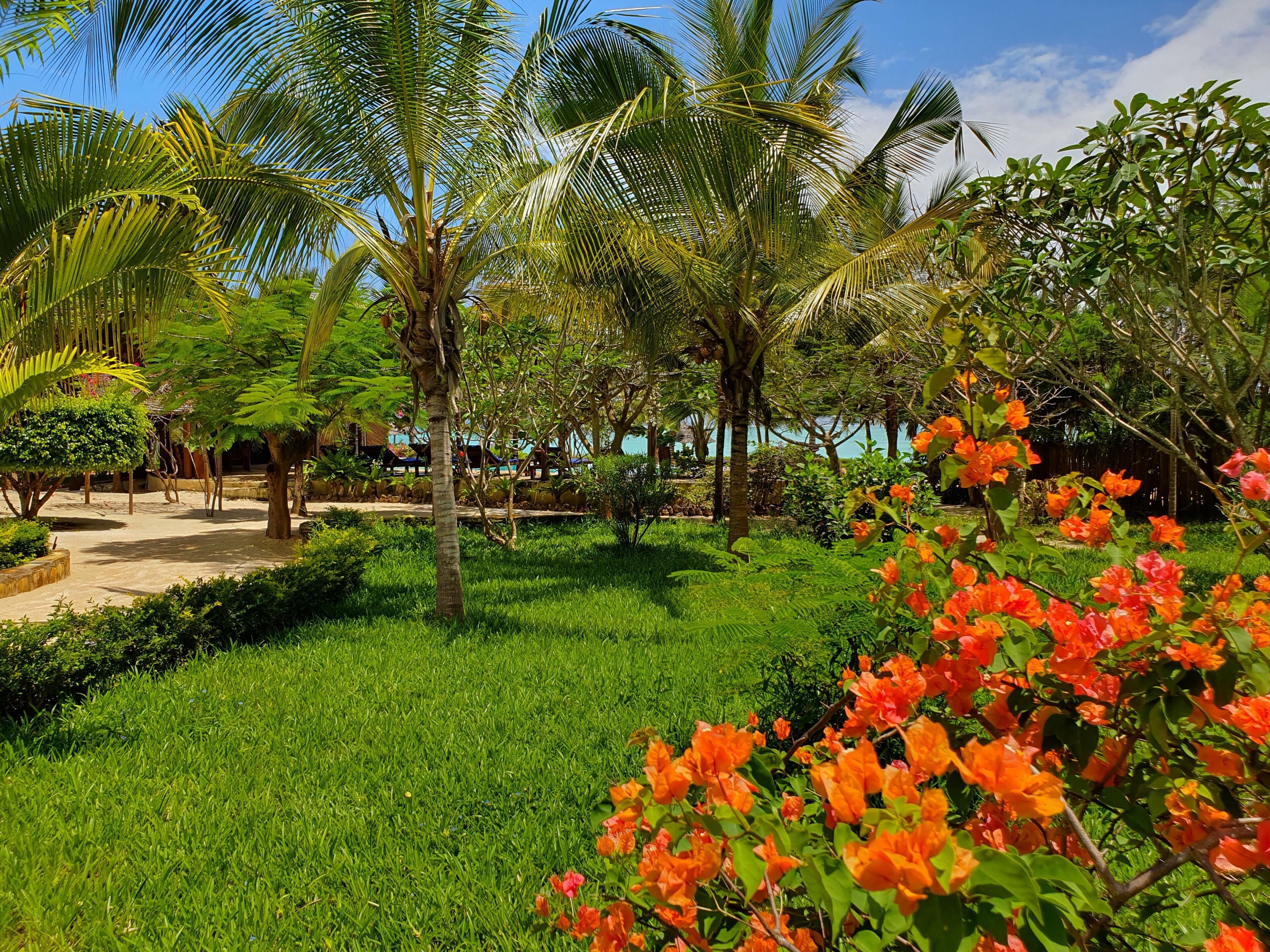 bougainvillea garden view room | garden