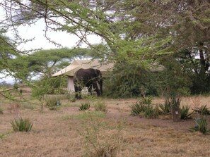 Property grounds - Mapito Tented Camp (Serengeti)