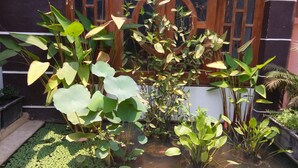 A garden with various plants and a small pond. - Thyda Villa (Siem Reap)