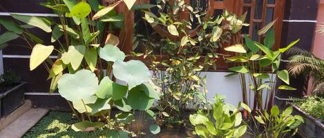 A garden with various plants and a small pond.
