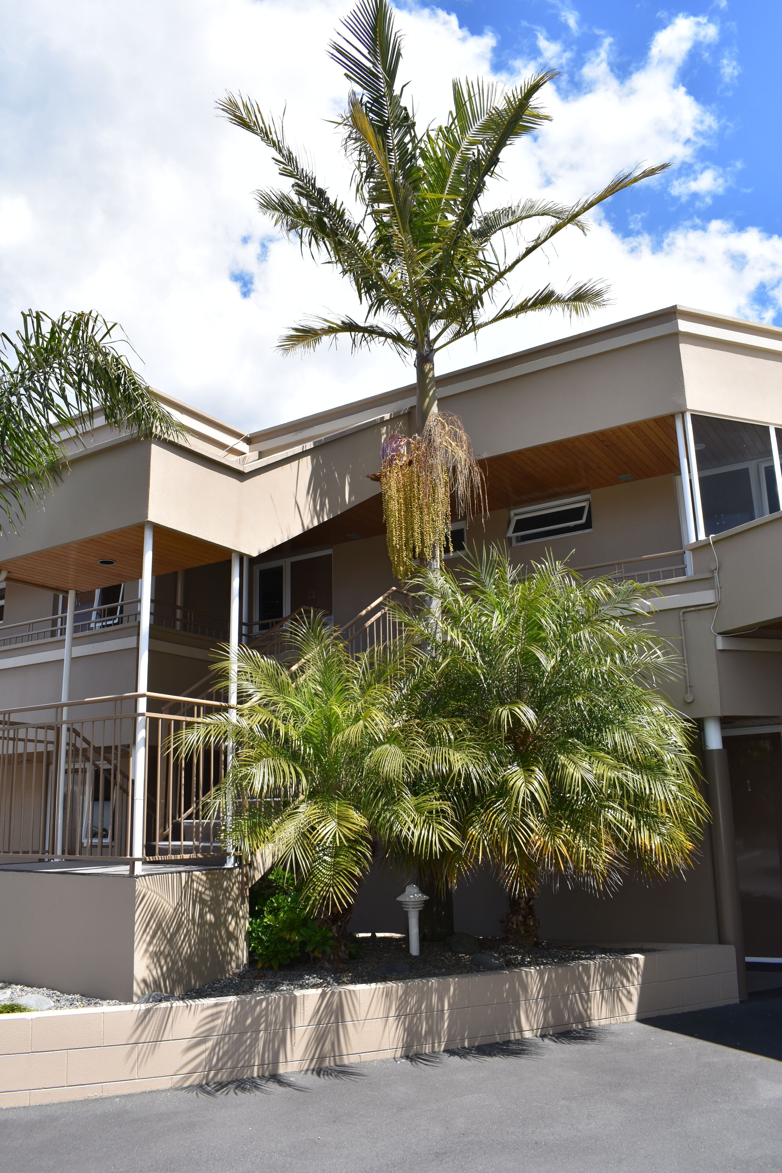 A multi-story building with a palm tree in the foreground.