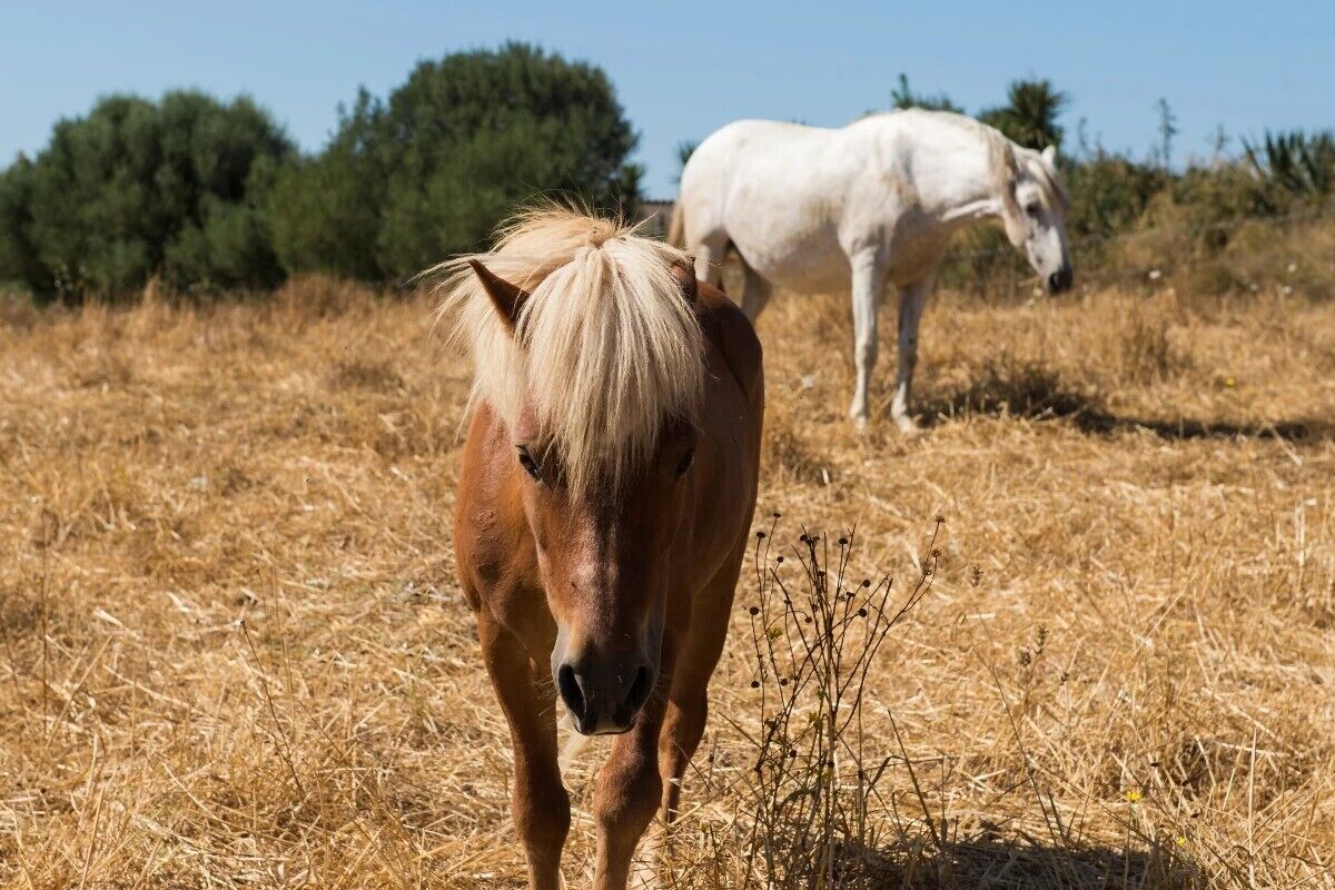 Um cavalo pastando em um campo com grama seca e árvores ao fundo.