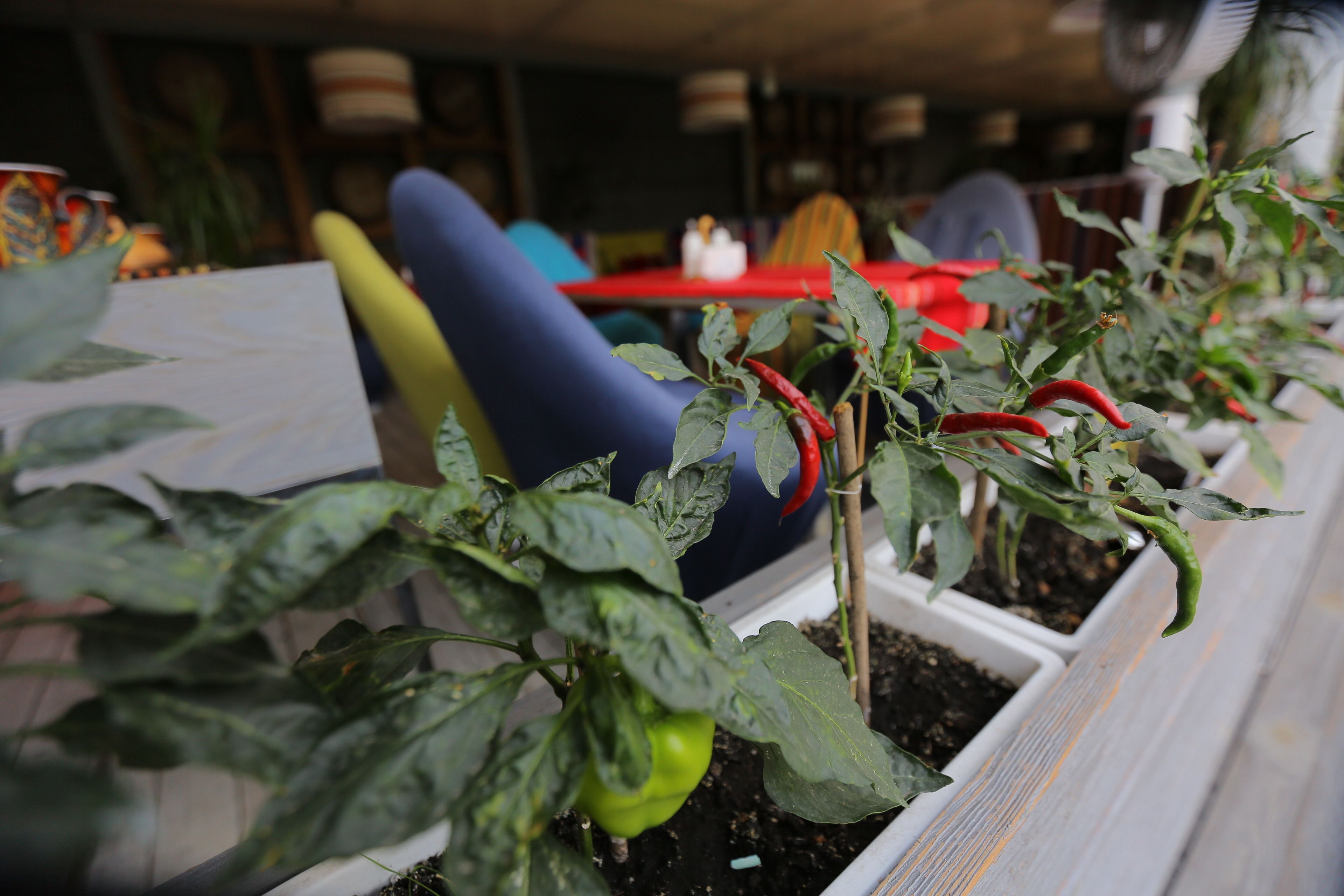 A potted plant with green leaves and red chili peppers in a white pot.