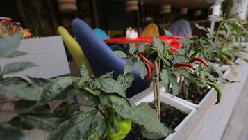 A potted plant with green leaves and red chili peppers in a white pot.