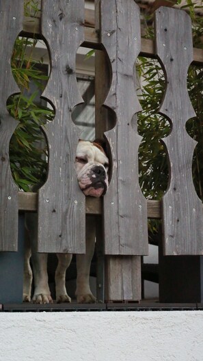 Un perro asomándose por una cerca de madera con aberturas circulares.