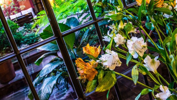 Une serre abritant diverses plantes et fleurs, vue à travers une paroi de verre.