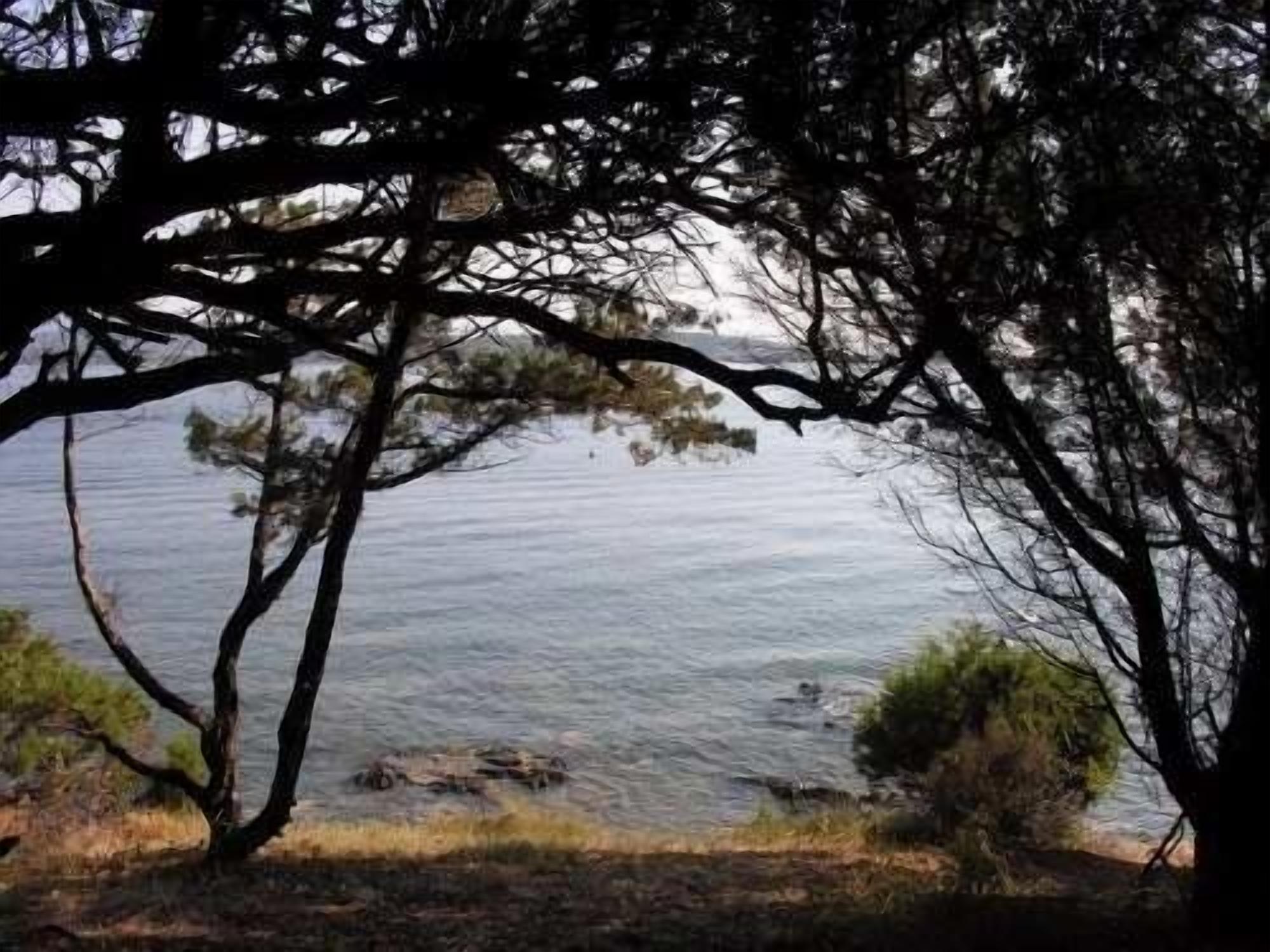 A natural landscape with trees and a body of water.