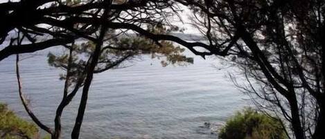 A natural landscape with trees and a body of water.