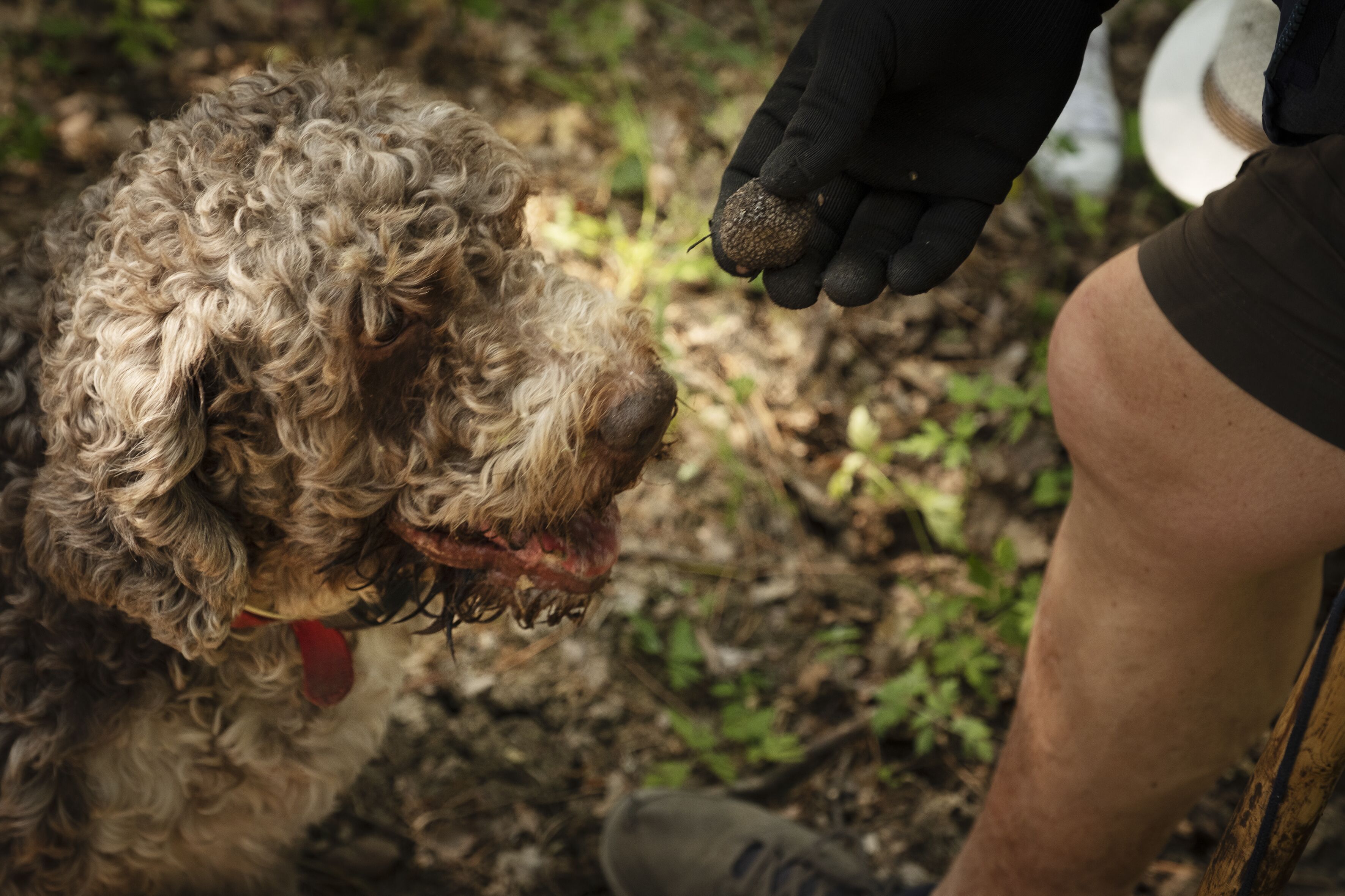 A curly-haired dog being fed an acorn by a person wearing black gloves.