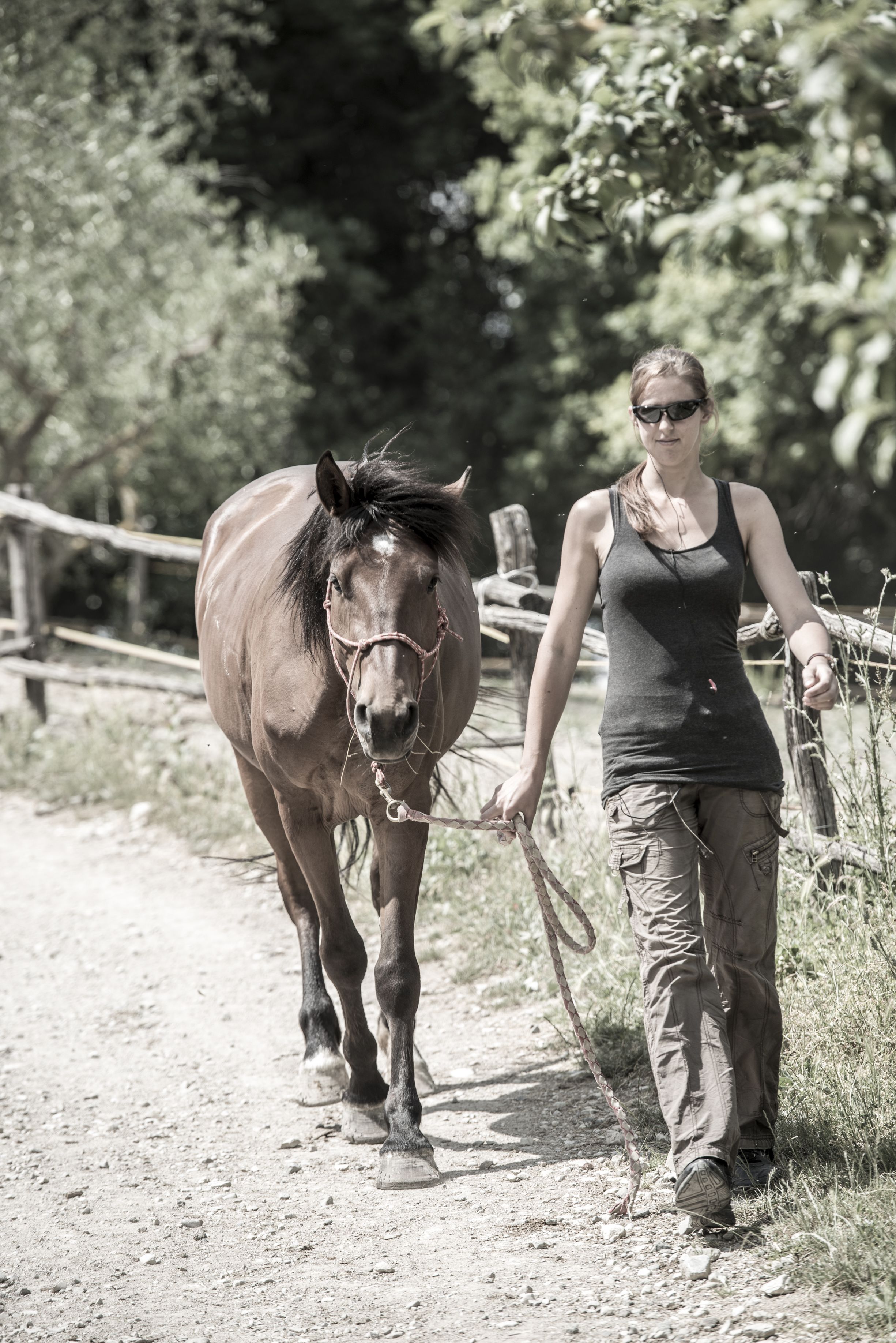 A person leading a horse along a dirt path with a wooden fence and trees in the background.