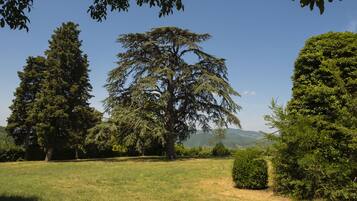 A grassy field with several trees and a clear blue sky.
