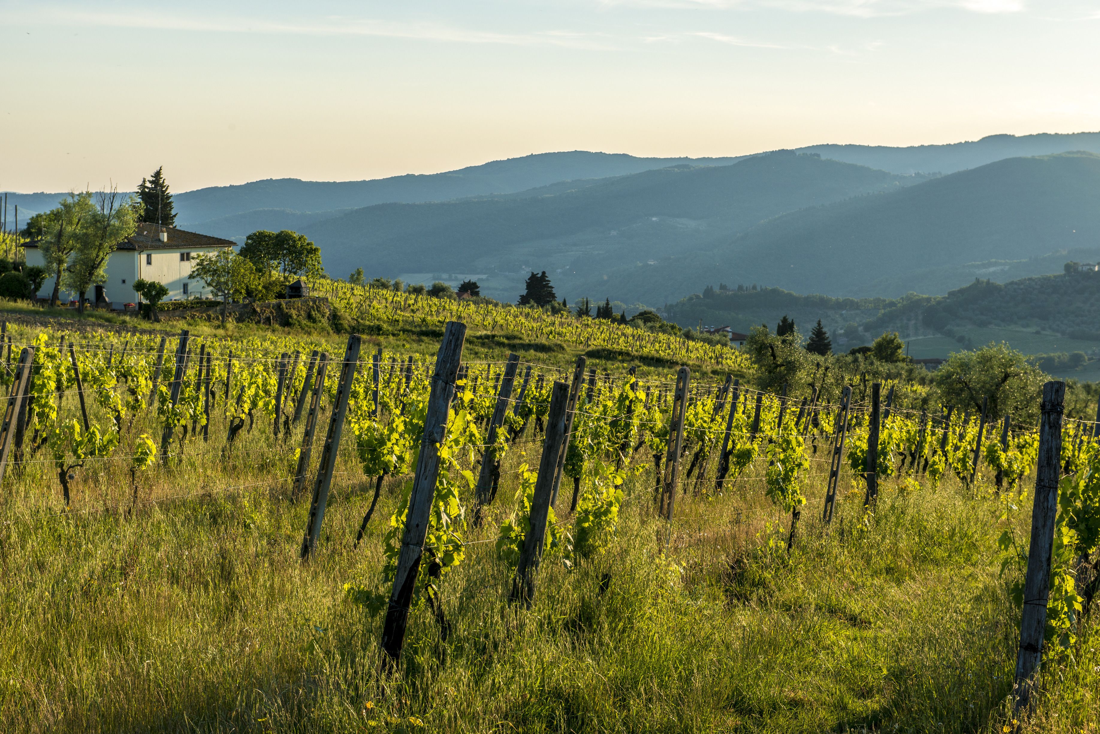 A vineyard with rows of grapevines and a house in the background.